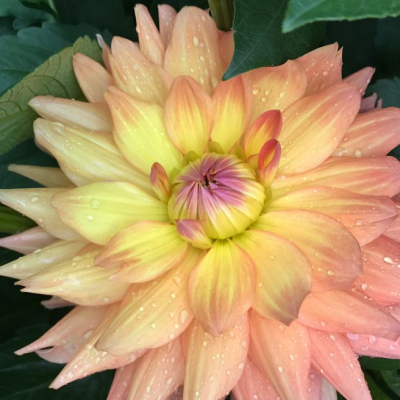 Георгина Эйс Саммер Сансет Георгина Эйс Саммер Сансет фото