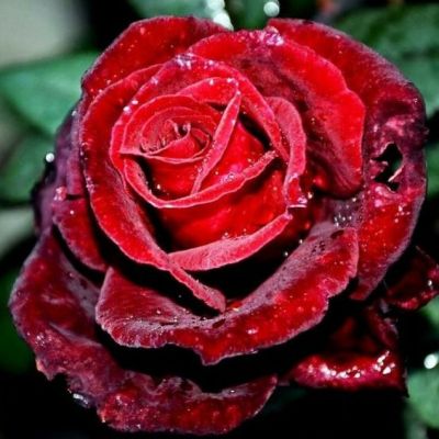 Роза Норита Роза Норита - Dolina-Sad.Ru