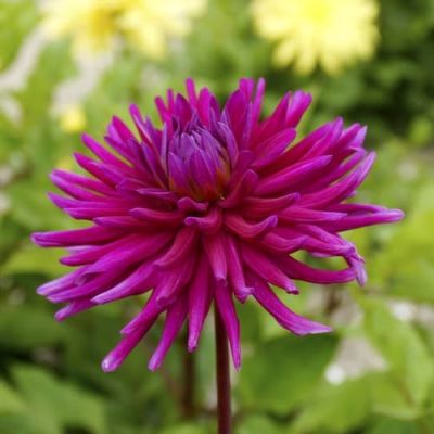 Георгина Пёпл сити Георгина Пёпл сити фото