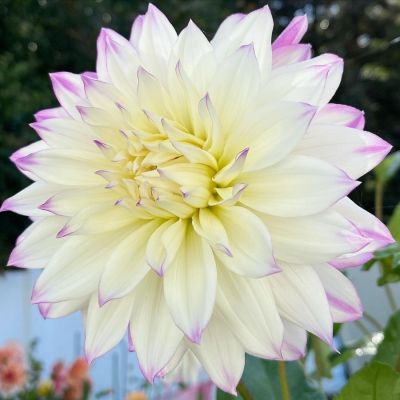 Георгина Фернклифф Иллюжн Георгина Фернклифф Иллюжн - Dolina-Sad.Ru