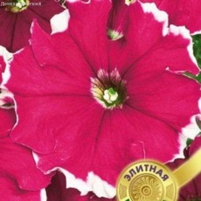 Петуния Калиффо вишневая F1 многоцв. Петуния Калиффо вишневая F1 многоцв. фото