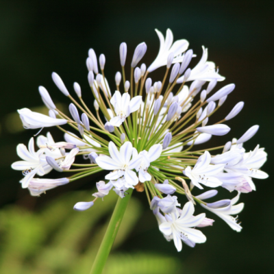 Агапантус Вайт фото