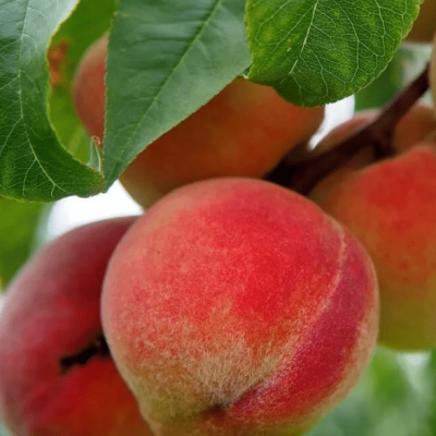 Персик Рубино Персик Рубино фото