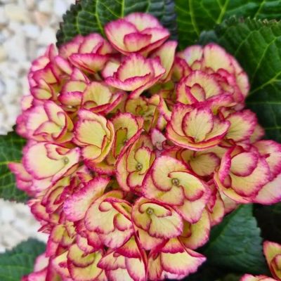 Гортензия крупнолистная Эльф Гортензия крупнолистная Эльф - Dolina-Sad.Ru