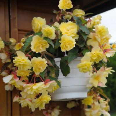 Бегония Ампельная Еллоу Бегония Ампельная Еллоу фото