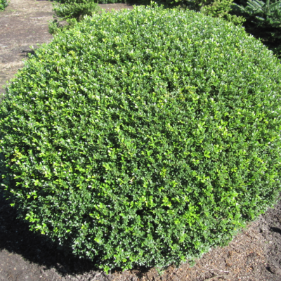 Падуб городчатый Каролина Апрайт Падуб городчатый Каролина Апрайт фото