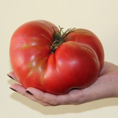 Томат Медвежья лапа Томат Медвежья лапа фото