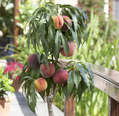 Персик колоновидный Штайнберг Персик колоновидный Штайнберг - Dolina-Sad.Ru