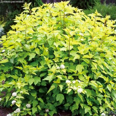 Пузыреплодник головчатый Тильден Парк, С3 Пузыреплодник головчатый Тильден Парк, С3 - Dolina-Sad.Ru