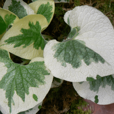 Бруннера Макрофила Вариегата , C2 Бруннера Макрофила Вариегата , C2 фото