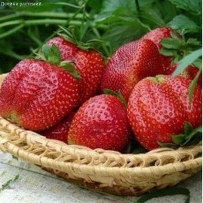 Клубника Сан Андреас/Ремонтантная Клубника Сан Андреас/Ремонтантная фото