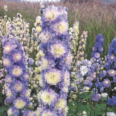 Дельфиниум Болеро Дельфиниум Болеро - Dolina-Sad.Ru