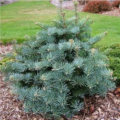 Пихта одноцветная Компакта Пихта одноцветная Компакта - Dolina-Sad.Ru