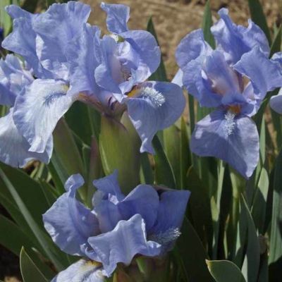Ирис карликовый Блу Деним - Dolina-Sad.Ru