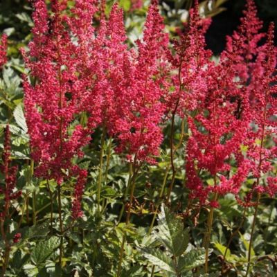 Астильба арендса Эльза Шлук - Dolina-Sad.Ru