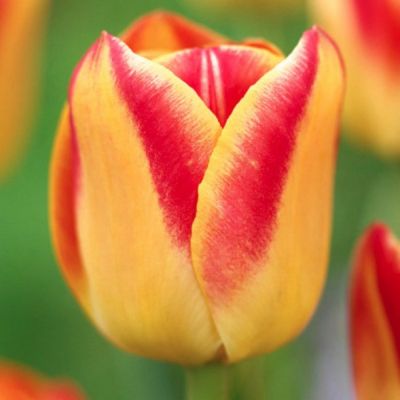 Тюльпан Кэнди Корнер Тюльпан Кэнди Корнер - Dolina-Sad.Ru