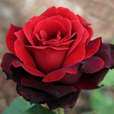 Роза Норита Роза Норита - Dolina-Sad.Ru