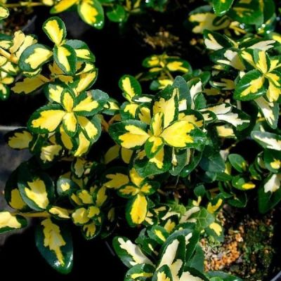 Бересклет Форчуна Санспот Бересклет Форчуна Санспот - Dolina-Sad.Ru