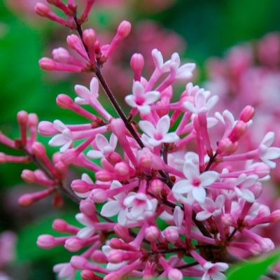 Сирень мелколистная Суперба, С3 Сирень мелколистная Суперба, С3 - Dolina-Sad.Ru