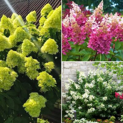 Комплект метельчатых гортензий Пина Колада Комплект метельчатых гортензий Пина Колада - Dolina-Sad.Ru