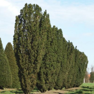 Тис ягодный Фастигиата Робуста Тис ягодный Фастигиата Робуста - Dolina-Sad.Ru