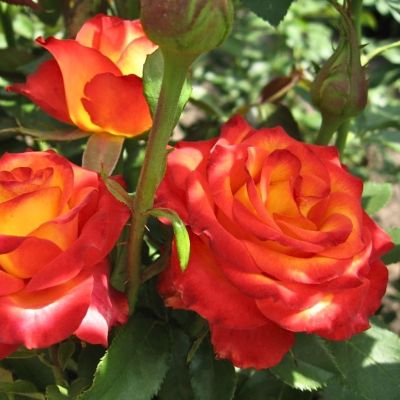 Роза Тукан Роза Тукан - Dolina-Sad.Ru