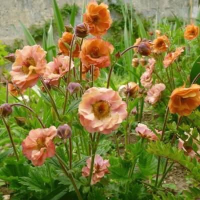 Гравилат Май Тай , Гравилат Май Тай , фото