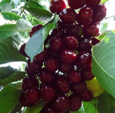 Черешня Ревеншон Черешня Ревеншон - Dolina-Sad.Ru