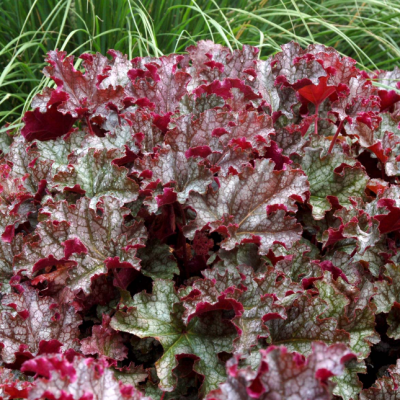 Гейхера Кан Кан Гейхера Кан Кан фото