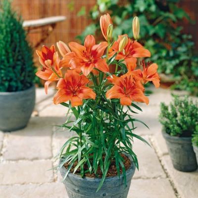 Лилия Оранж Пикси Лилия Оранж Пикси фото