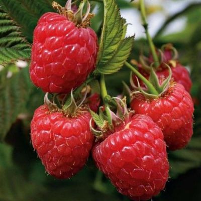 Малина Евразия/Ремонтантная Малина Евразия/Ремонтантная фото