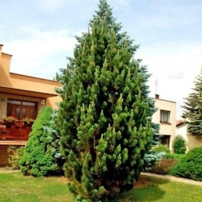 Сосна Черная Пирамидалис фото
