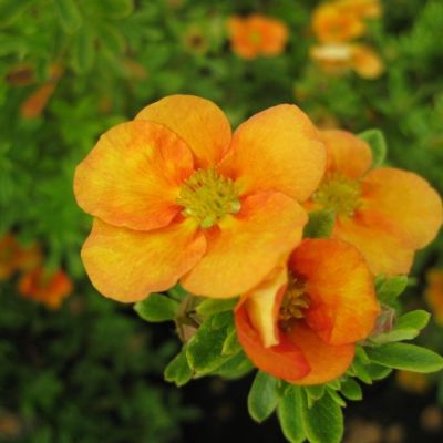 Лапчатка кустарниковая Манго Танго, С3 Лапчатка кустарниковая Манго Танго, С3 - Dolina-Sad.Ru