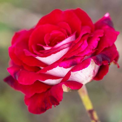 Роза штамбовая Осирия - Dolina-Sad.Ru