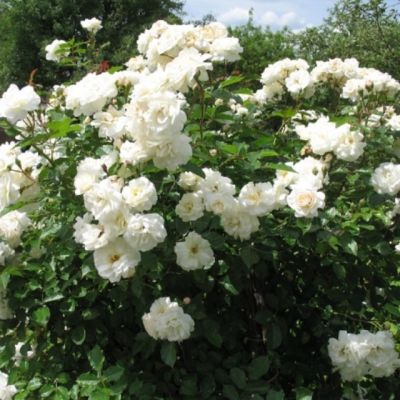 Роза Шванензее Роза Шванензее - Dolina-Sad.Ru