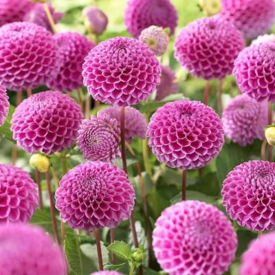 Георгина Франц Кафка Георгина Франц Кафка - Dolina-Sad.Ru