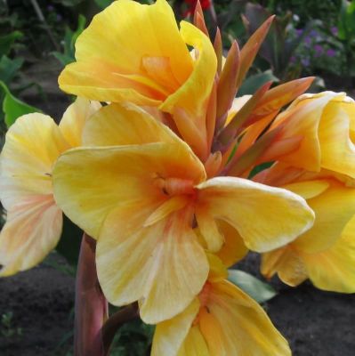 Канна Льюис Котин Канна Льюис Котин фото