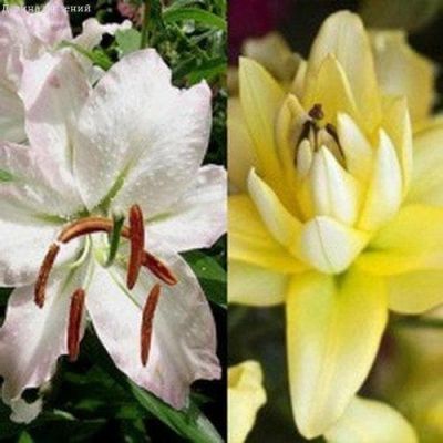 Лилия Экспрешн + Экзотик Сан фото