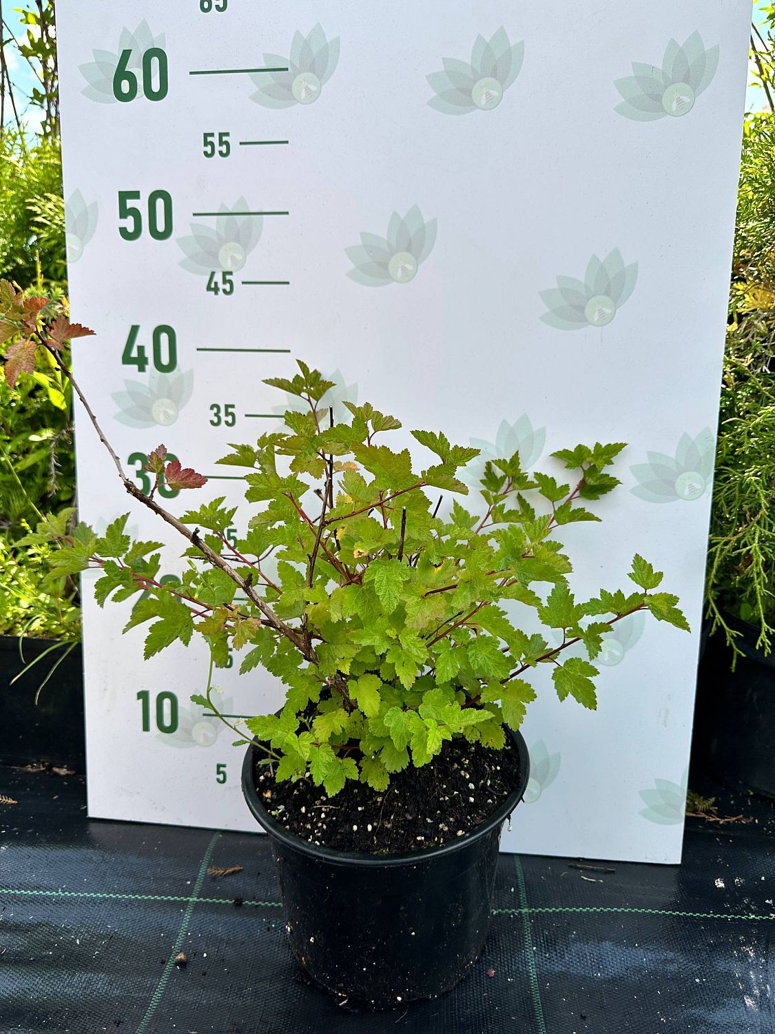 Пузыреплодник головчатый Тильден Парк, С3 Пузыреплодник головчатый Тильден Парк, С3 - Dolina-Sad.Ru