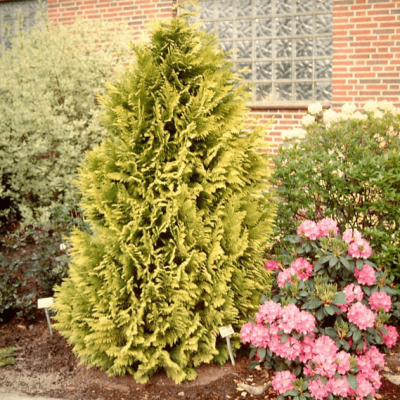 Кипарисовик Лавсона Голден Вандер Кипарисовик Лавсона Голден Вандер фото