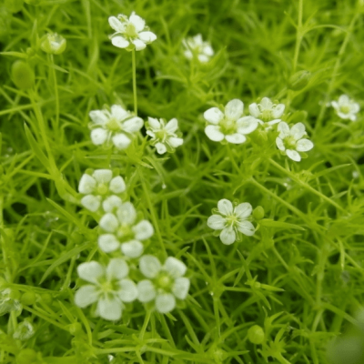 Мшанка шиловидная Лайм Мосс , P9 Мшанка шиловидная Лайм Мосс , P9 фото