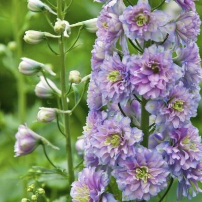 Дельфиниум Болеро Дельфиниум Болеро - Dolina-Sad.Ru