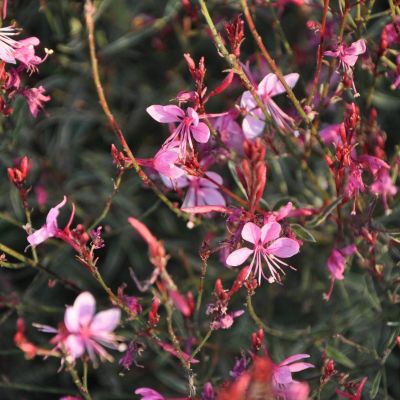 Гаура Сискию Пинк - Dolina-Sad.Ru