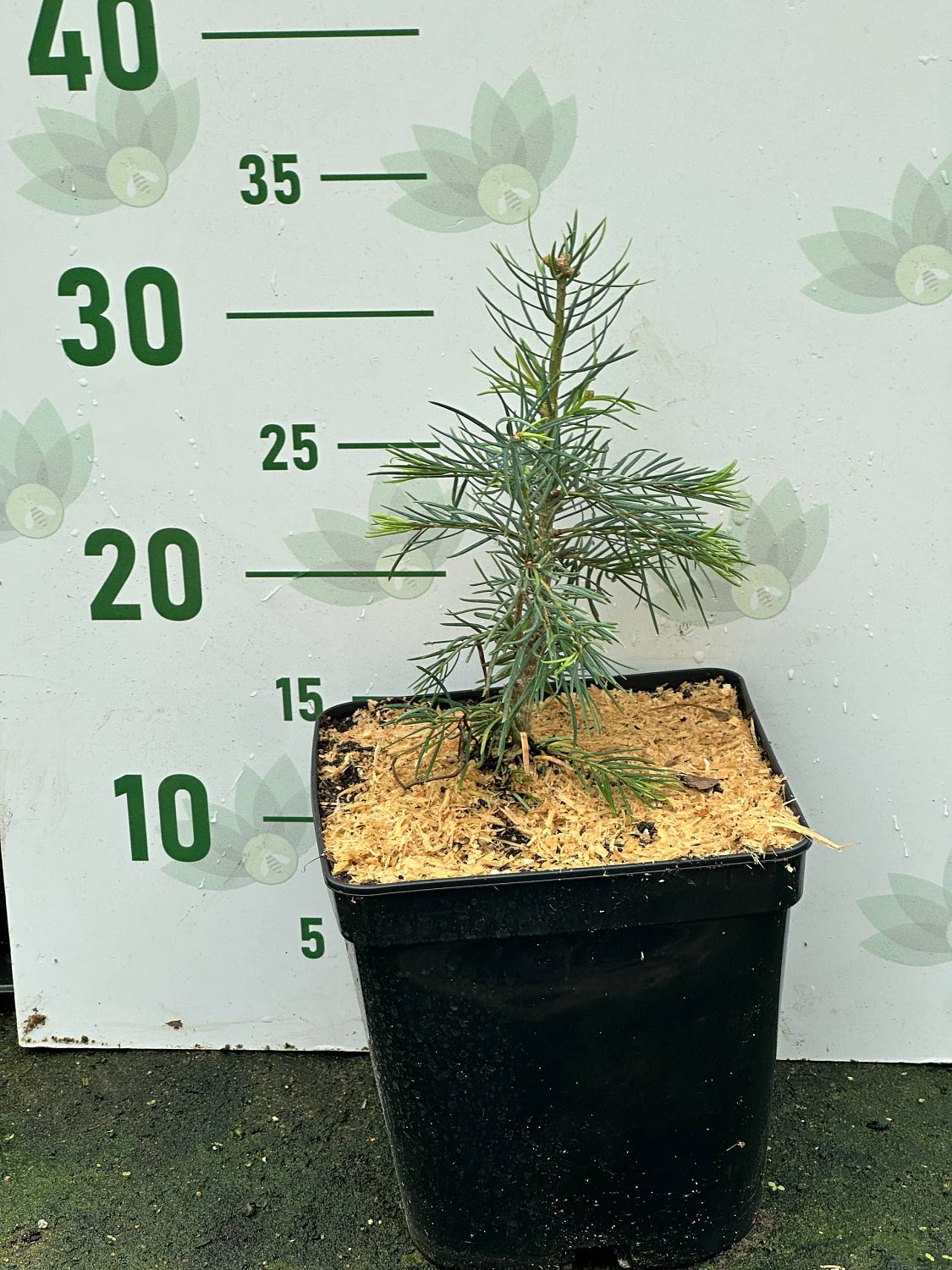 Пихта одноцветная, С3 - Dolina-Sad.Ru