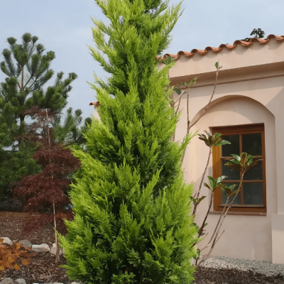 Купрессоципарис Лейланда Голд Райдер Купрессоципарис Лейланда Голд Райдер фото