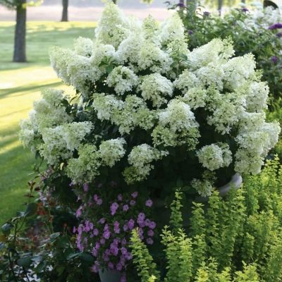 Гортензия метельчатая Дегудо, С3 Гортензия метельчатая Дегудо, С3 - Dolina-Sad.Ru