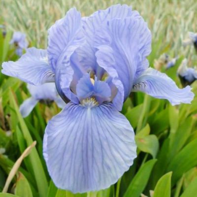 Ирис карликовый Блу Деним - Dolina-Sad.Ru