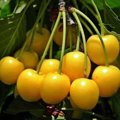 Черешня Дрогана фото