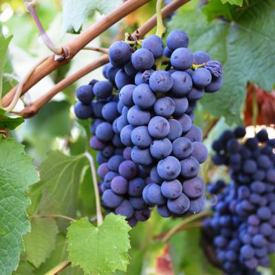 Виноград Утянис Виноград Утянис фото