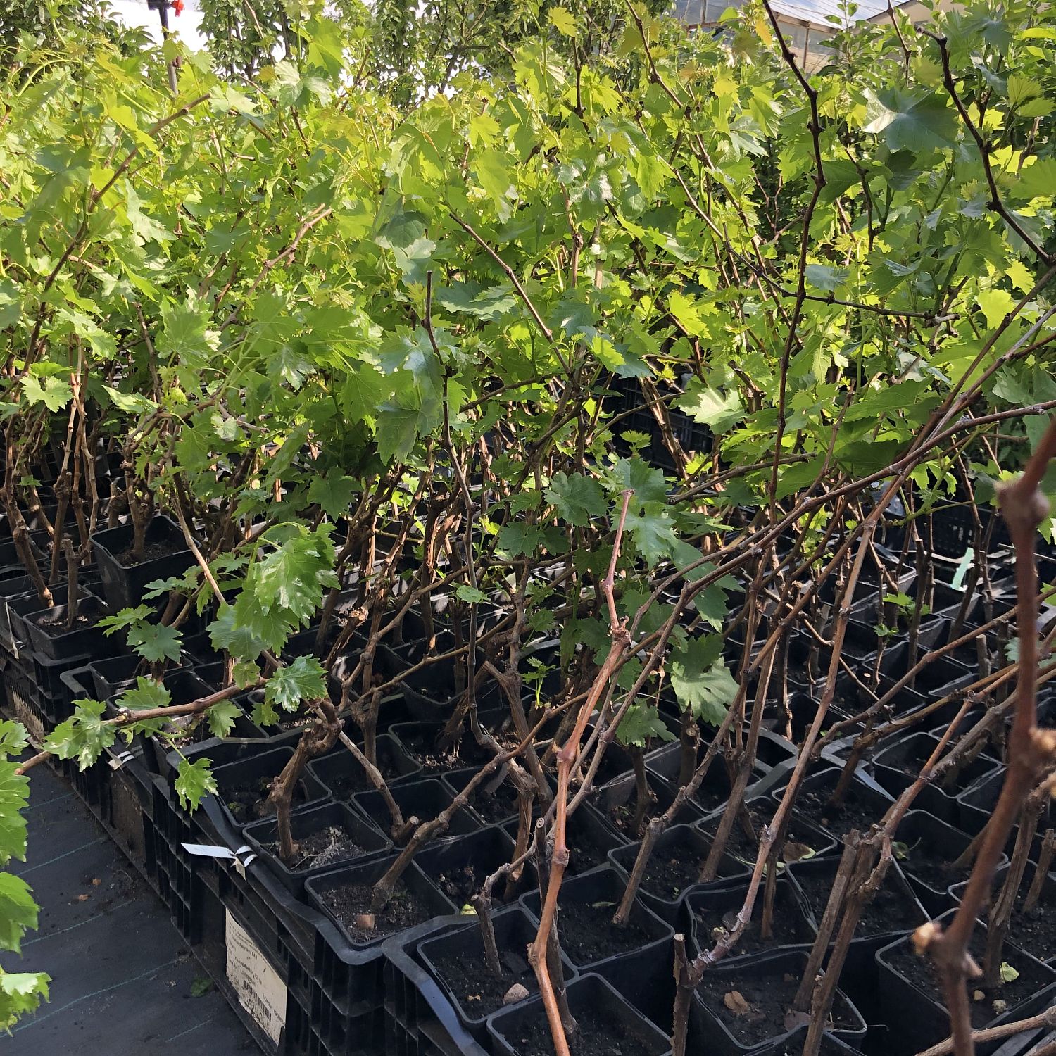 Виноград София Виноград София фото